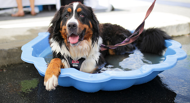 Doggy lying down in a playground shell filled with water